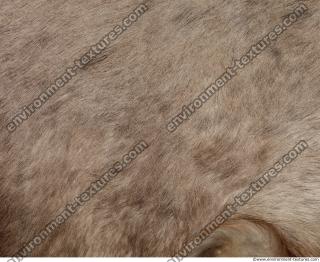 Photo Textures of Fur Deer